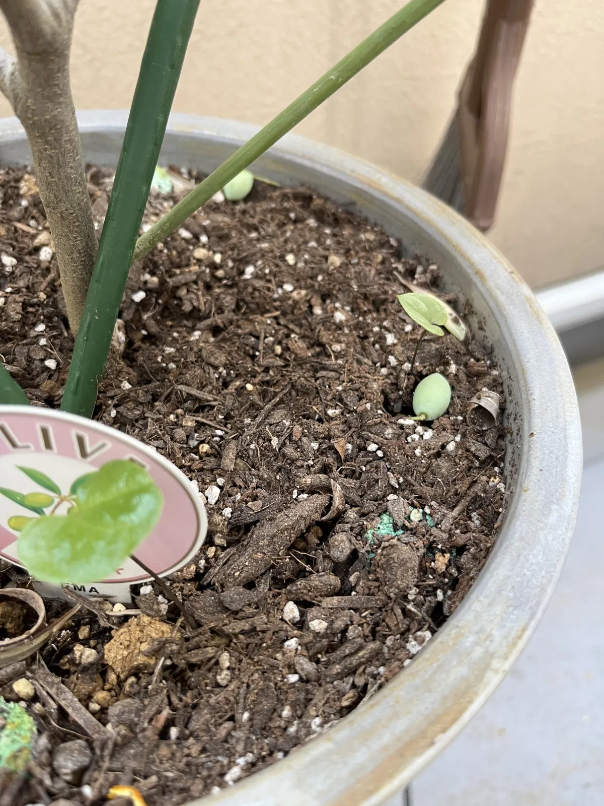 Dioscorea elephantipes Lot. (ディオスコレア エレファンティペス)