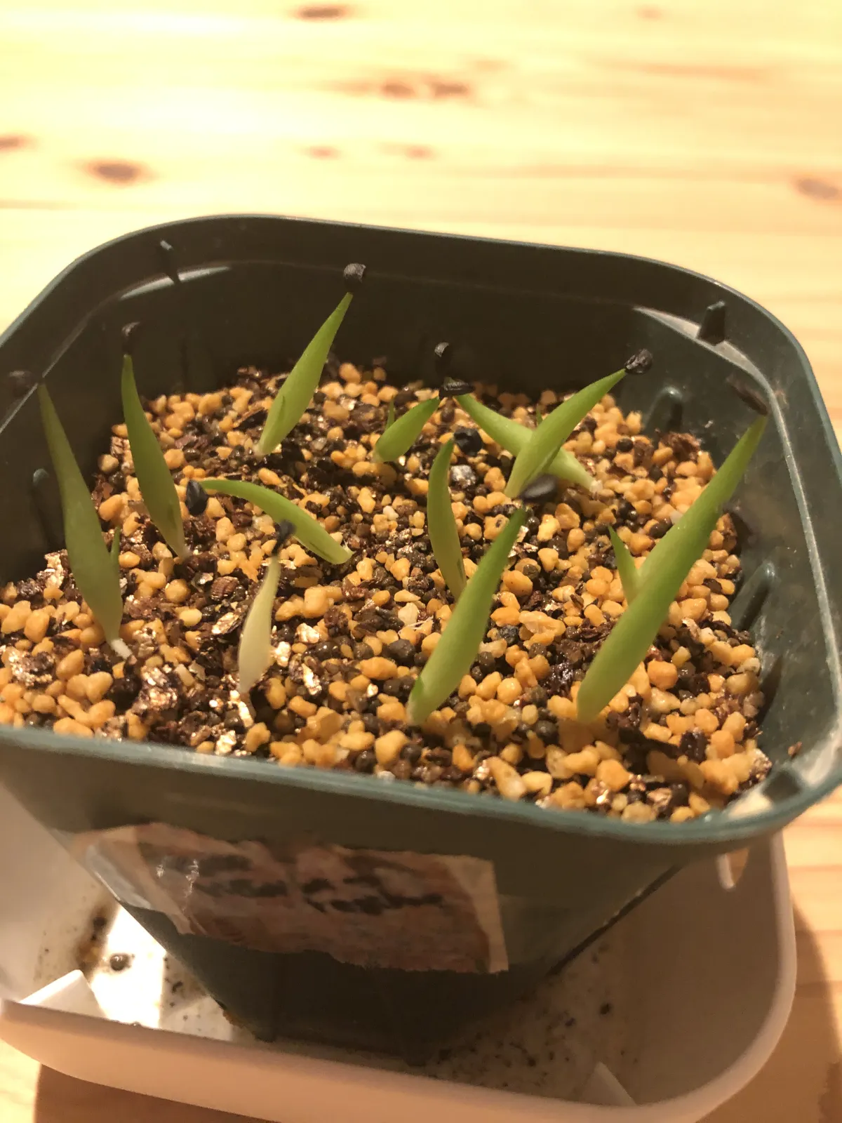 Agave victoriae-reginae (アガベ バスタマンテ)