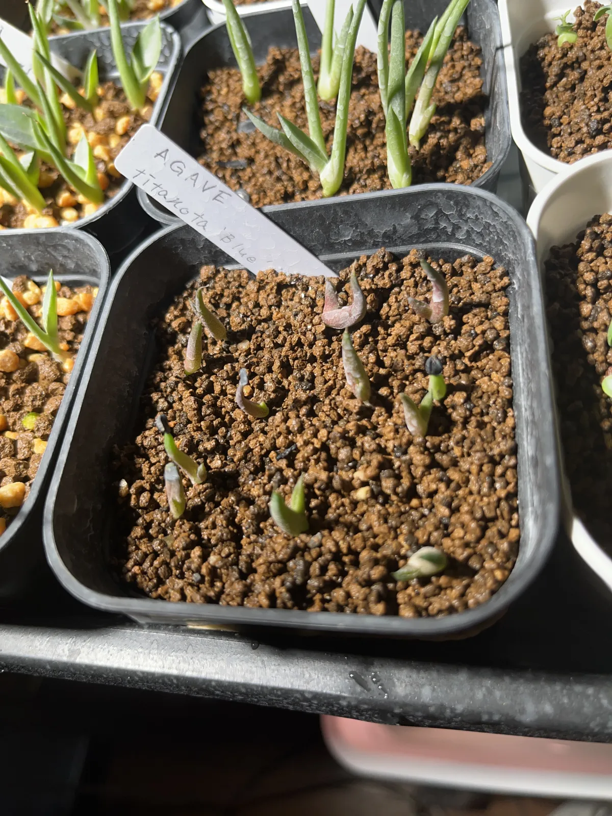 Agave titanota Blue Lot. (アガベ チタノタブルー)