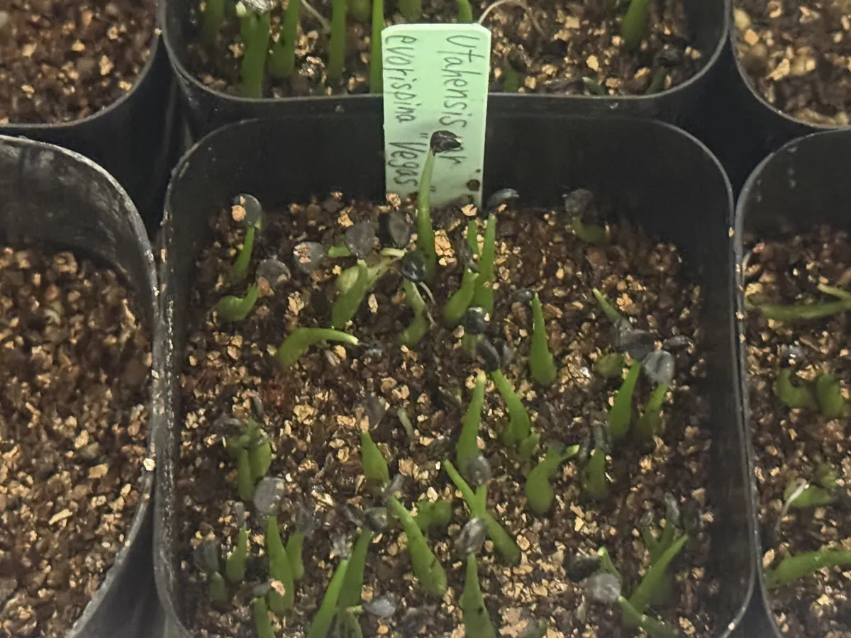 Agave utahensis var. eborispina Vegas (アガベ エボリスピナ ヴェガス)