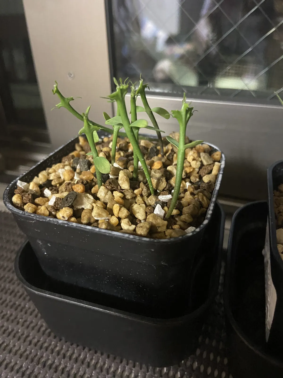 Euphorbia stenoclada (ユーフォルビア ステノクラーダ)