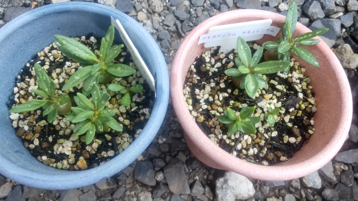 Pachypodium succulentum (パキポディウム サキュレンタム)
