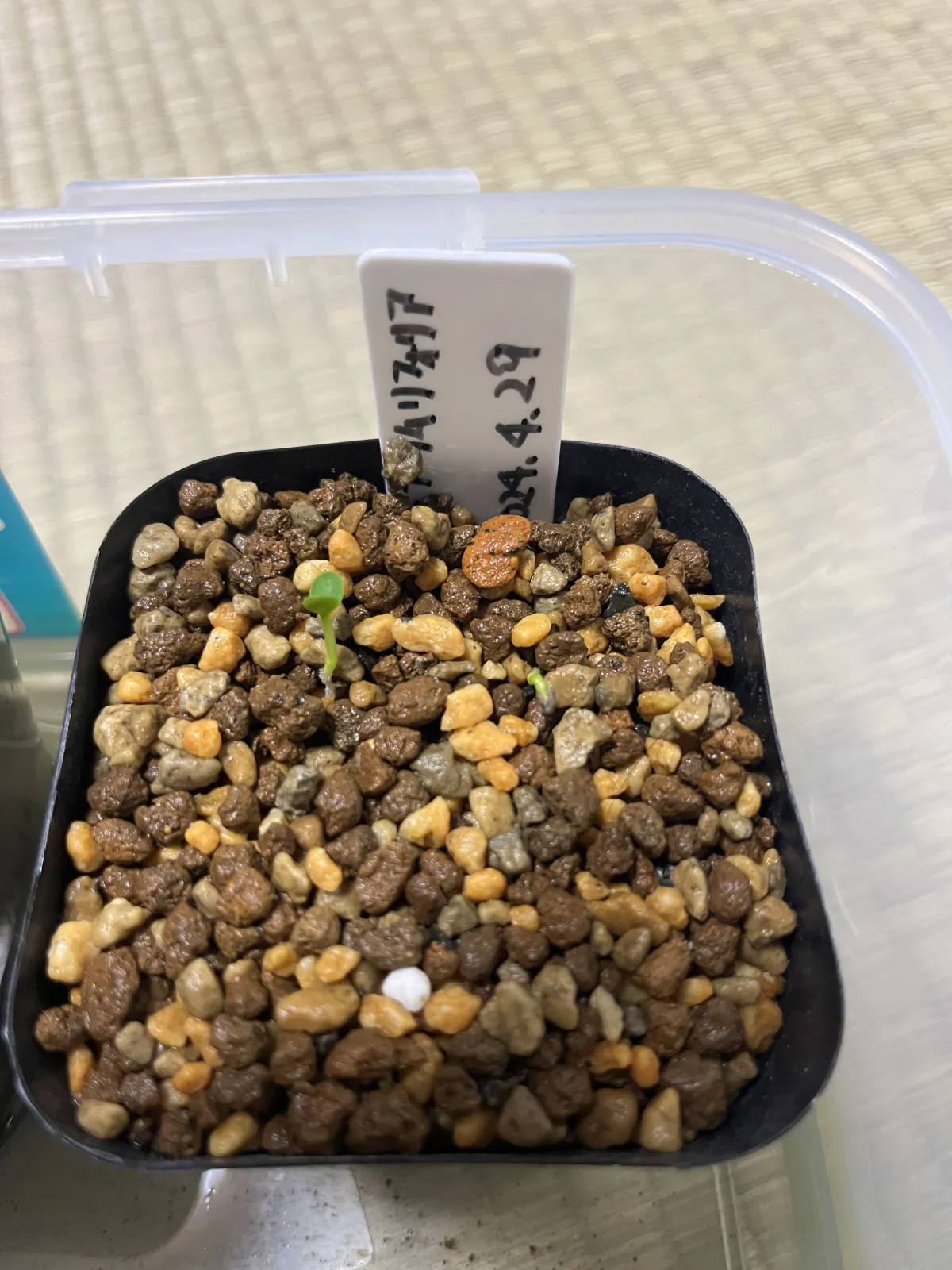 Euphorbia primulifolia (ユーフォルビア プリムリフォリア)