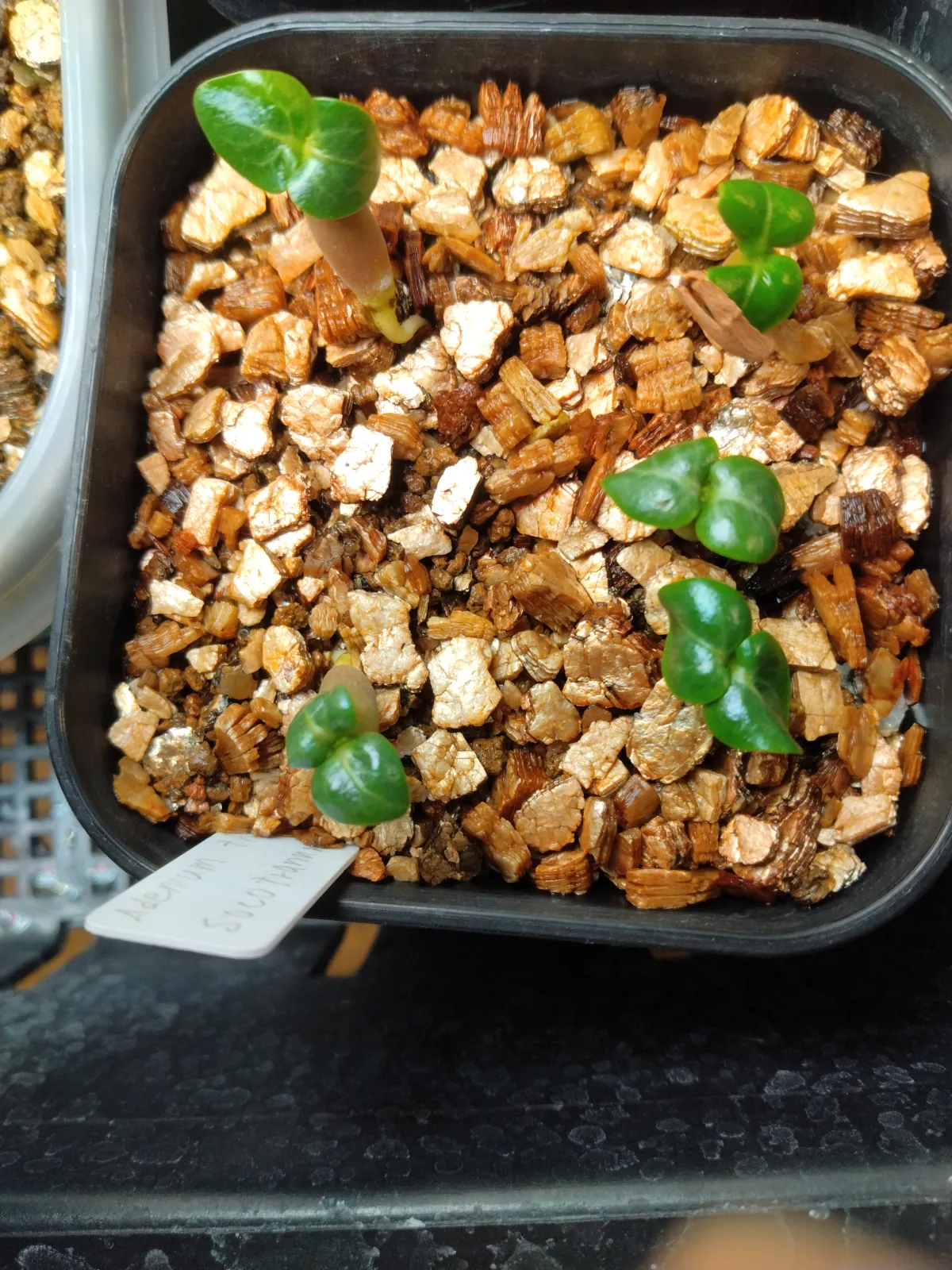 DHA Adenium thai socotranum DHA (アデニウム)