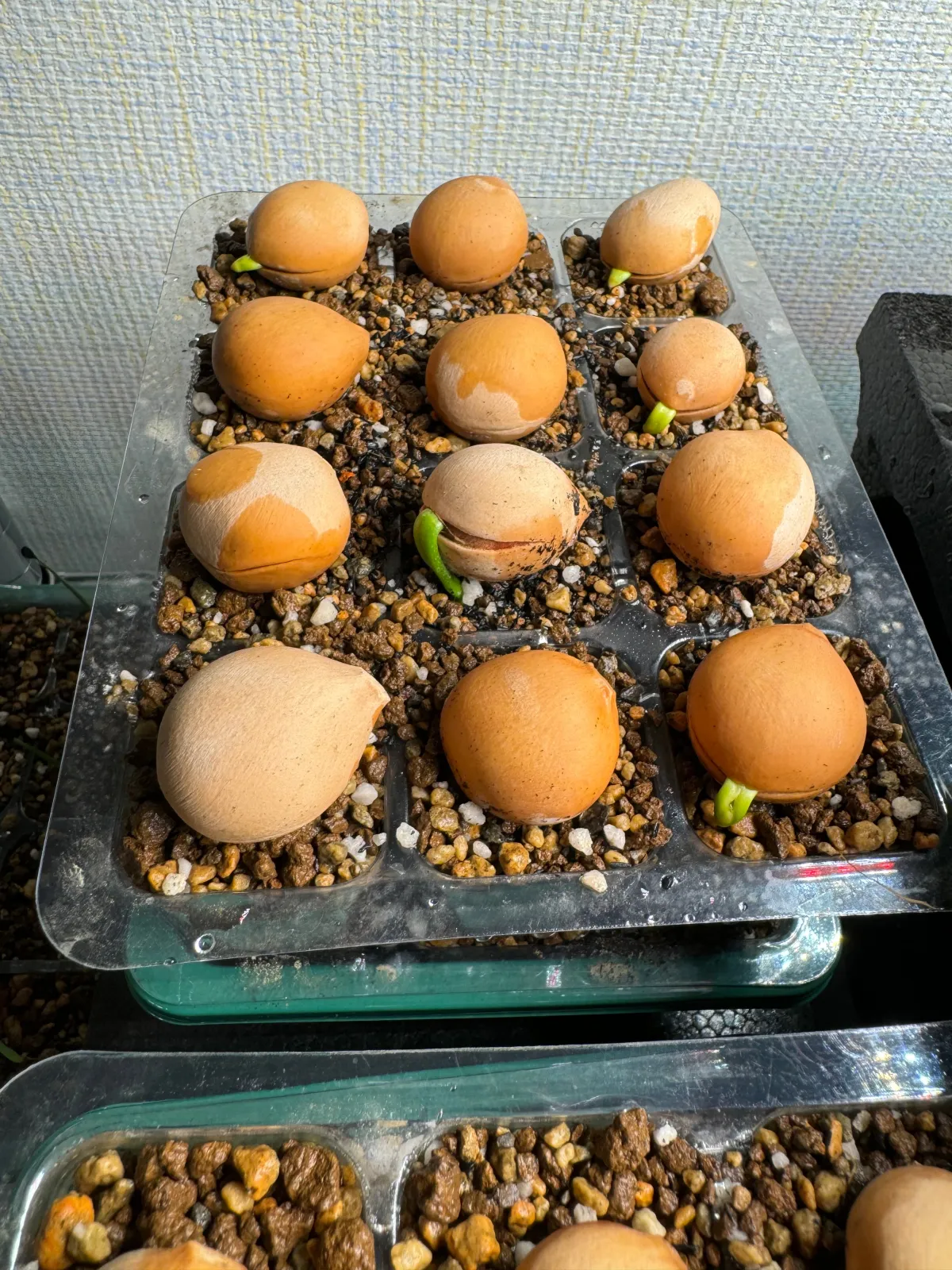 Cycas sp. (サイカス タイシルバー)