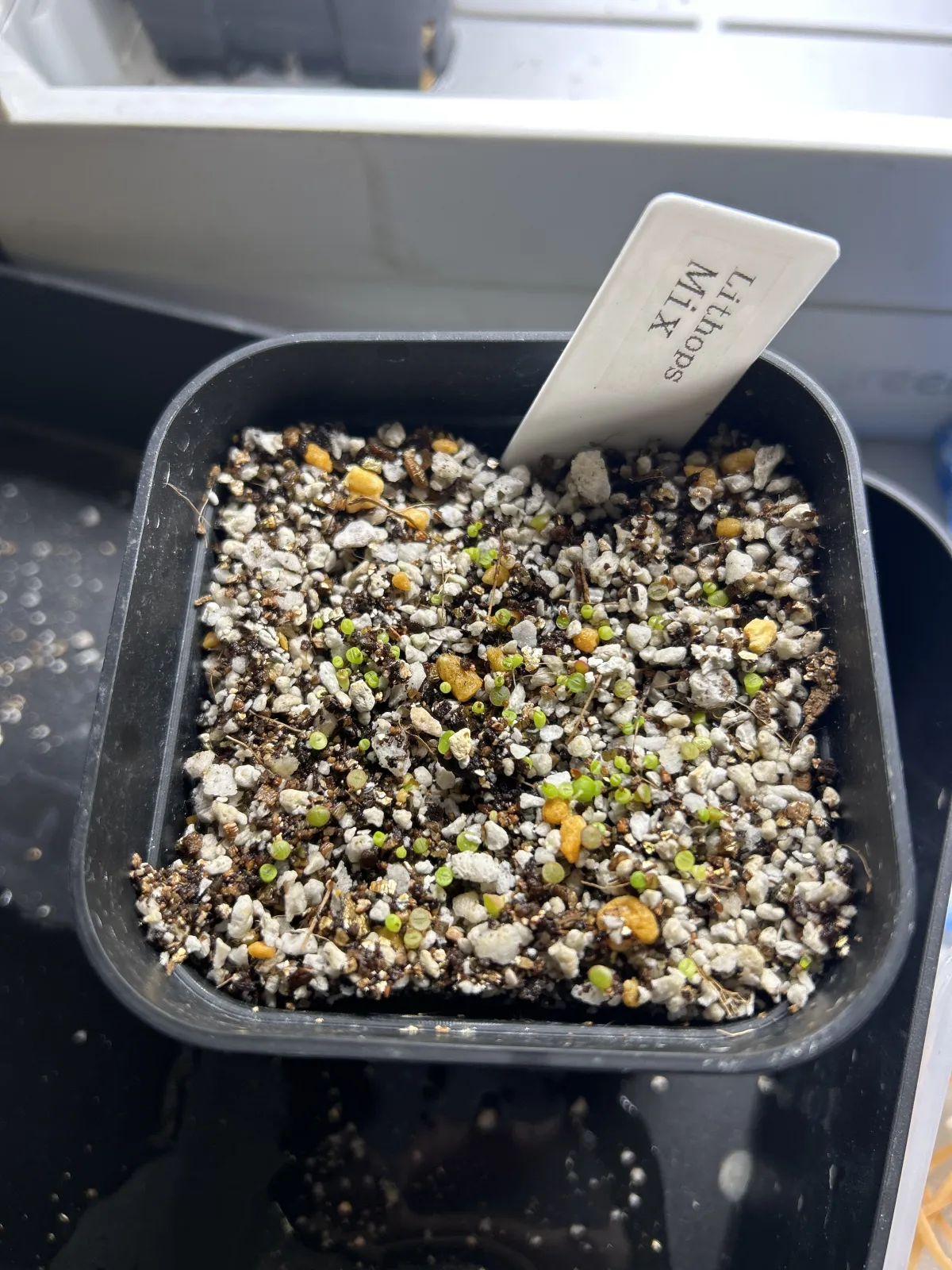 Lithops Mix Seeds (リトープス ミックス)