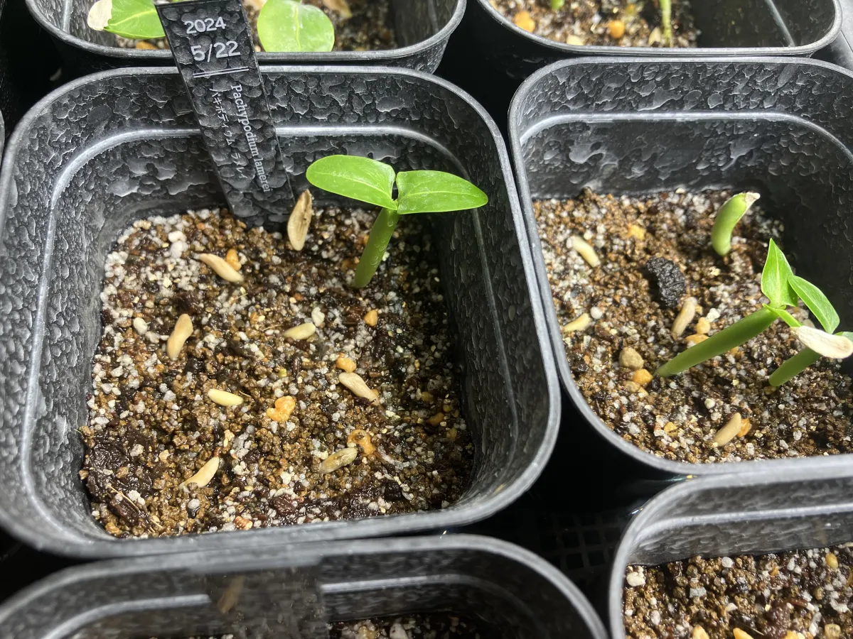 Pachypodium lamerei (パキポディウム ラメレイ)