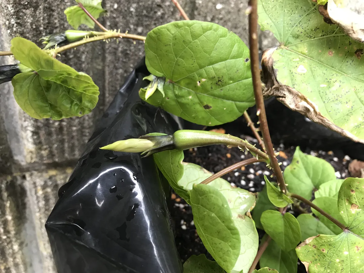 sp. Ipomoea sp. (イポメア)