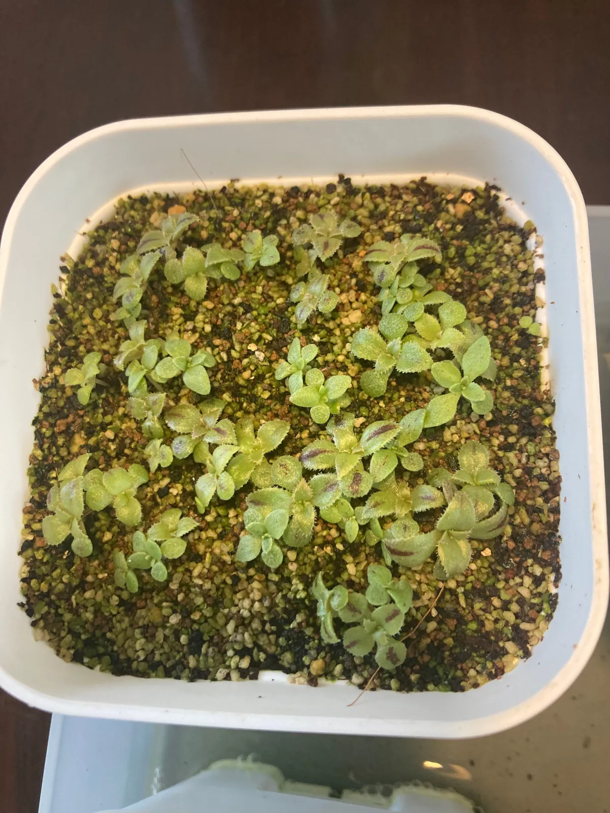 Aeonium Mix (アエオニウム ミックス)