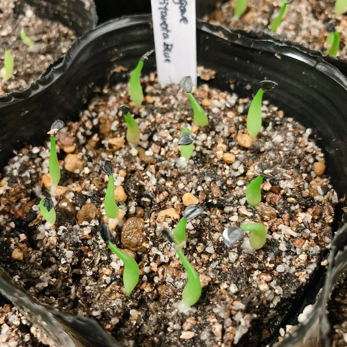Agave titanota Blue Lot. (アガベ チタノタブルー)