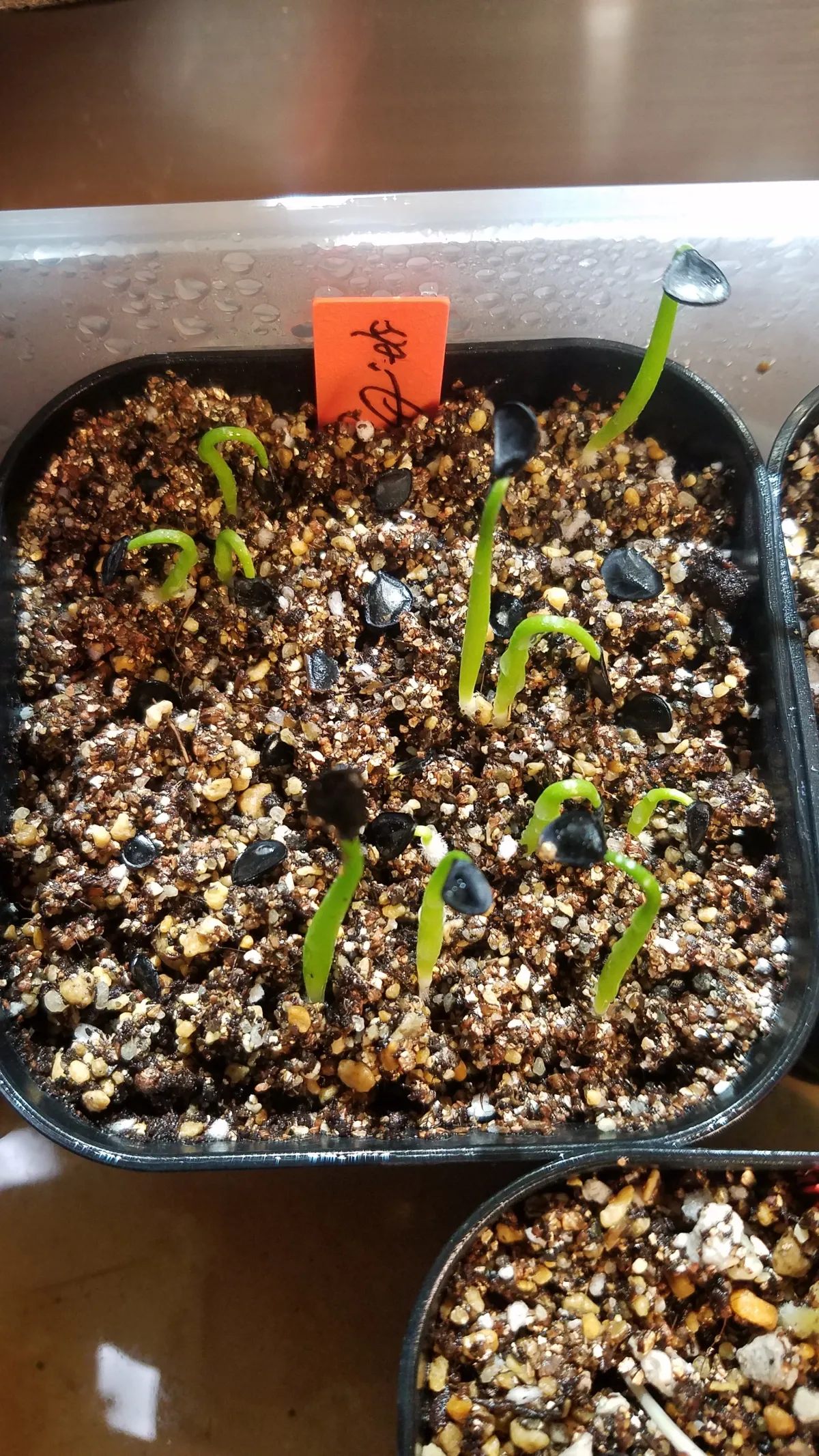 Agave sp. (アガベ アズールモントレー)