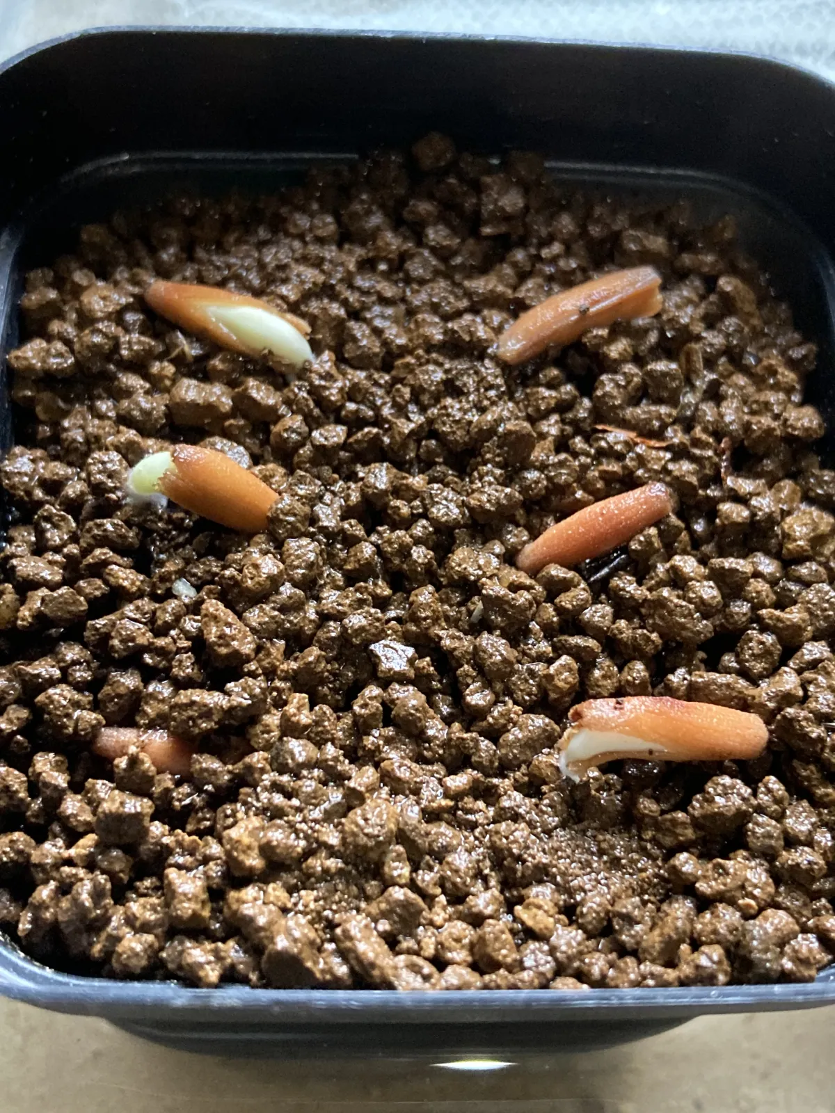 x ATG Adenium arabicum Godji x ATG (アデニウム ゴッジ)