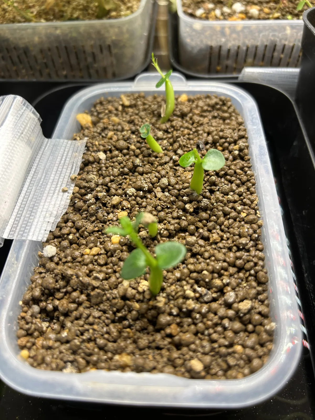 Pachypodium succulentum (パキポディウム サキュレンタム)