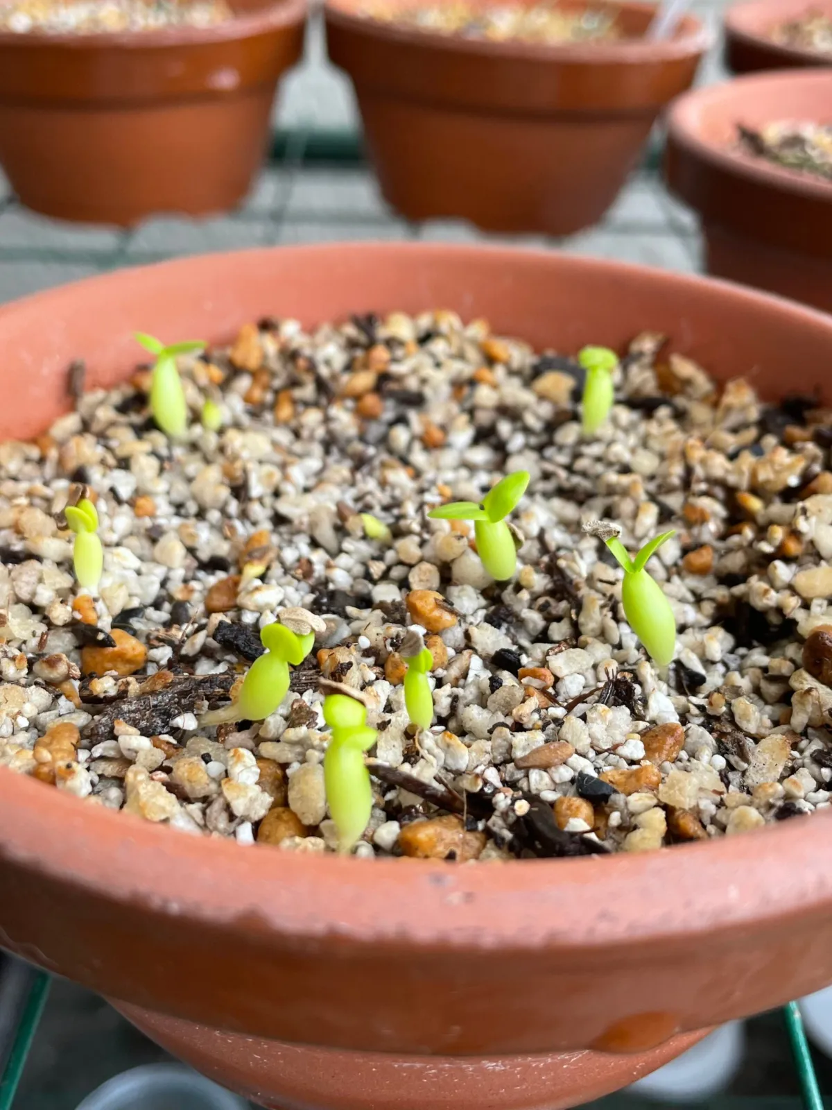 Pachypodium succulentum (パキポディウム サキュレンタム)
