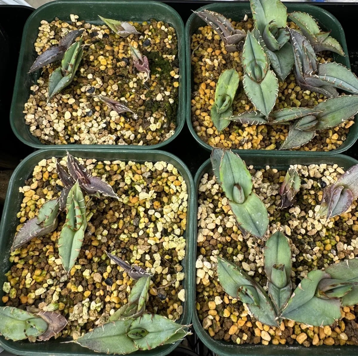 Agave titanota Blue Lot. (アガベ チタノタブルー)