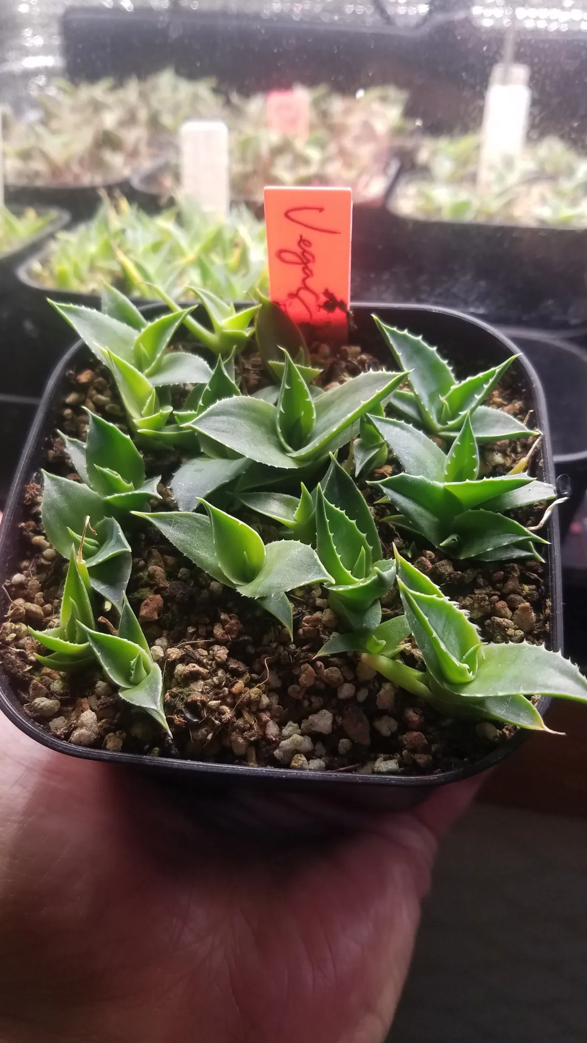 Agave utahensis var. eborispina Vegas (アガベ エボリスピナ ヴェガス)