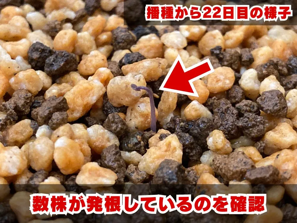 Dioscorea elephantipes (ディオスコレア エレファンティペス)