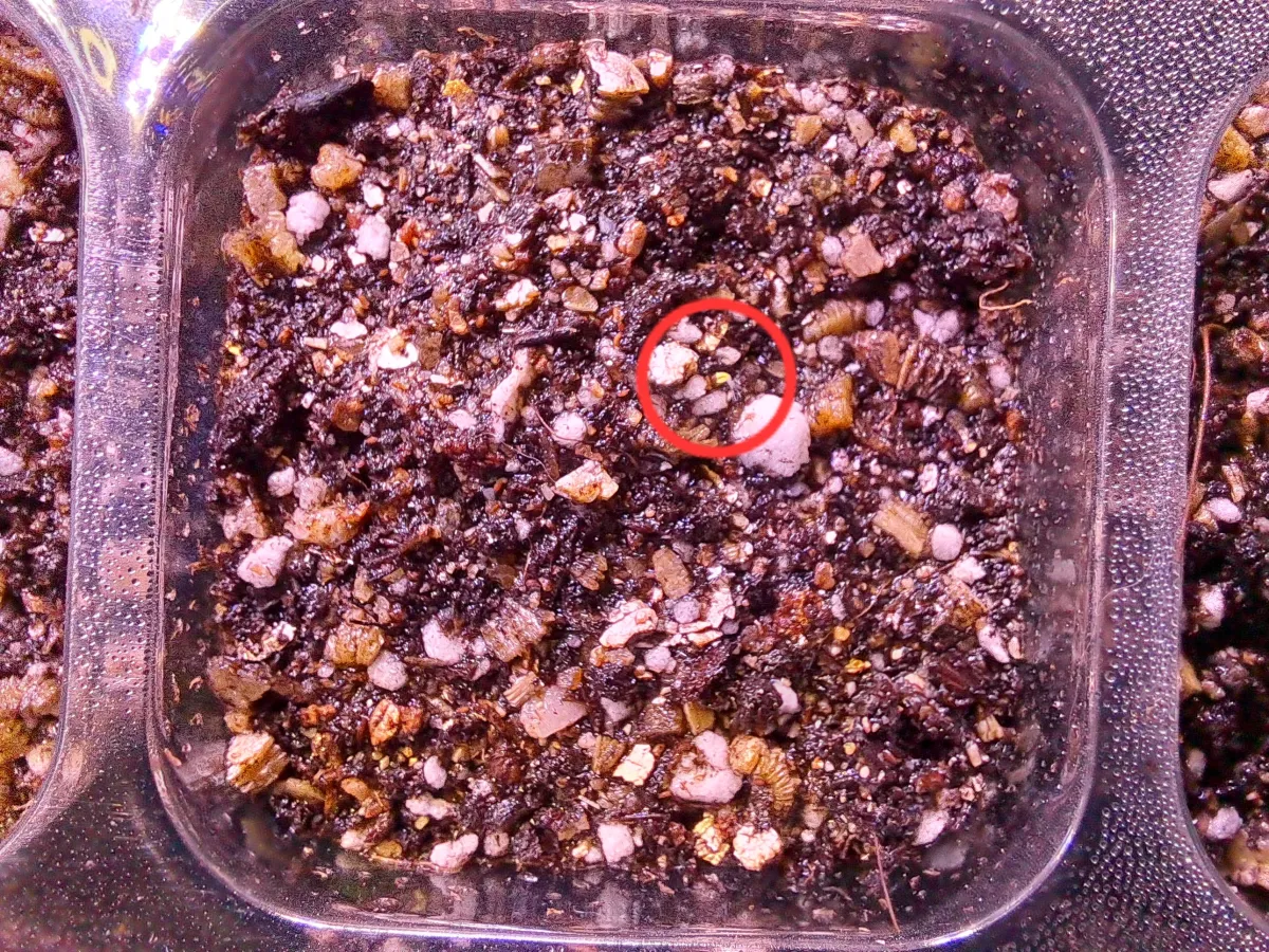 Echeveria runyonii (エケベリア ルンヨニー)
