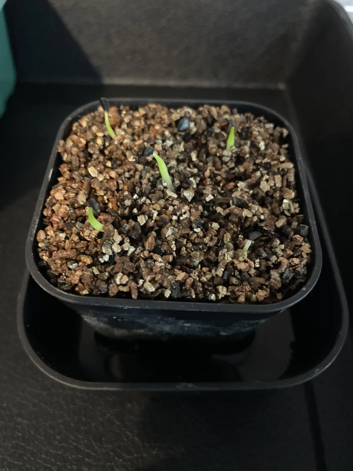 Agave victoriae-reginae ssp. victoriae-reginae (アガベ ビクトリアレジーナエ 笹の雪)