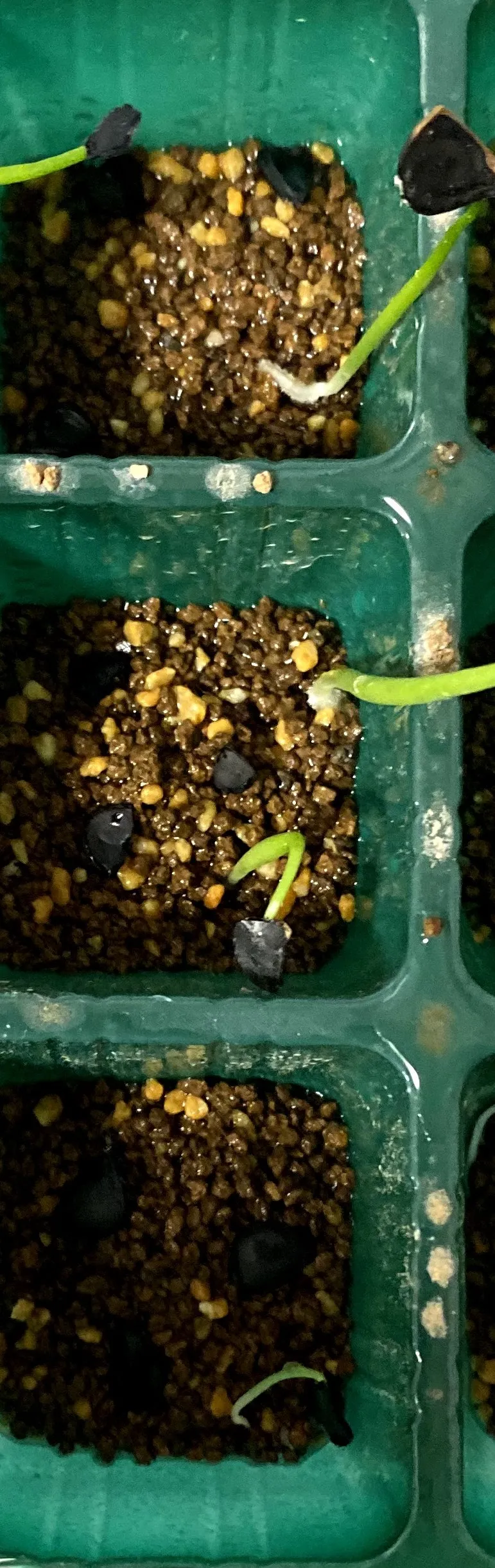 Agave macroacantha (アガベ マクロアカンサ)