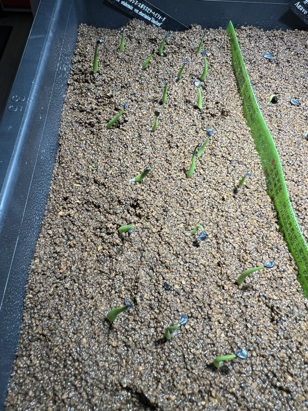 Agave utahensis var. eborispina (アガベ エボリスピナ ヘイフォード)