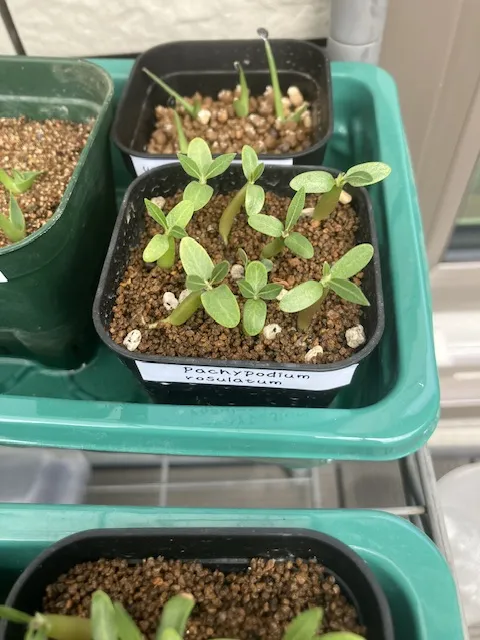 Pachypodium rosulatum (パキポディウム ロスラーツム)