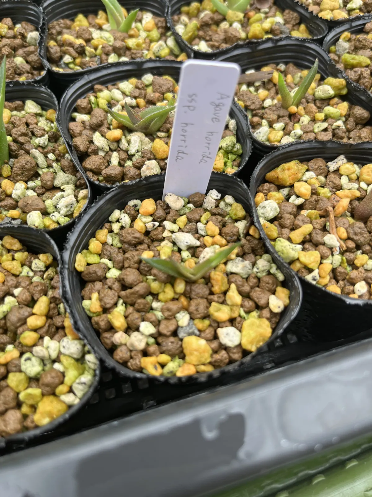 Agave horrida ssp. horrida (アガベ ホリダ)