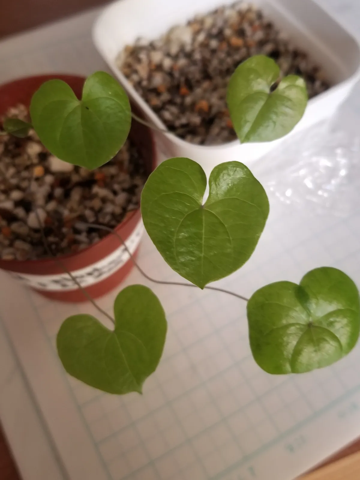 Dioscorea elephantipes Lot. (ディオスコレア エレファンティペス)