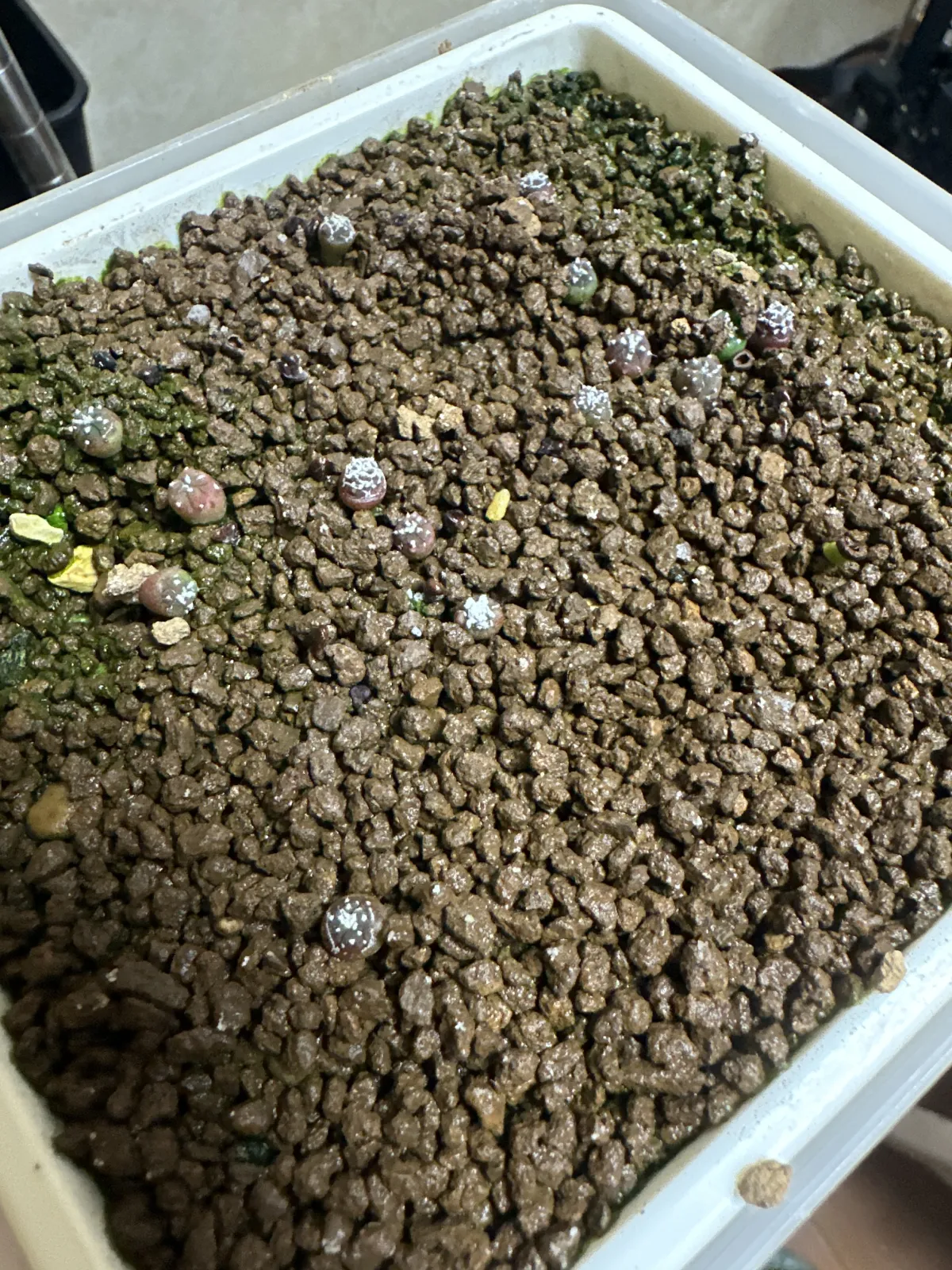 Astrophytum asterias cv. Super kabuto (アストロフィツム スーパー兜)