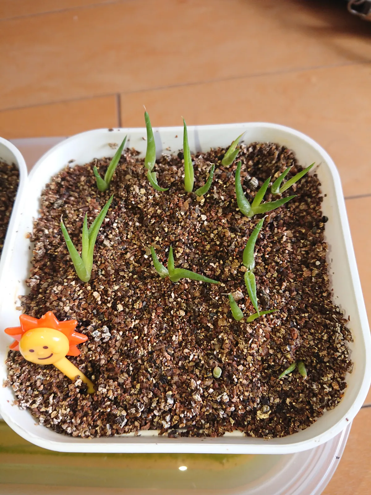 Agave horrida ssp. horrida (アガベ ホリダ)