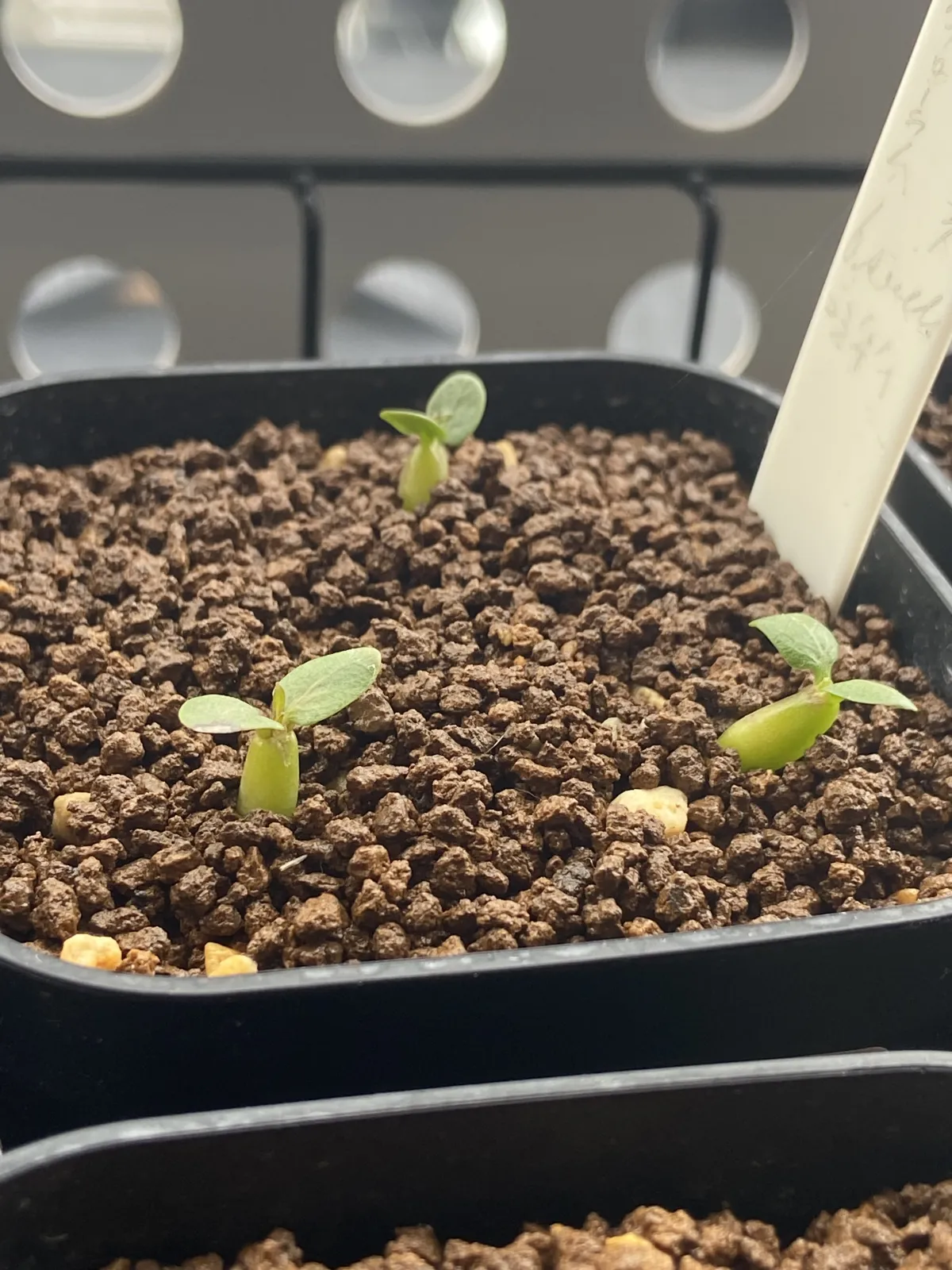 Pachypodium densiflorum var. brevicalyx (パキポディウム ブレビカリックス)