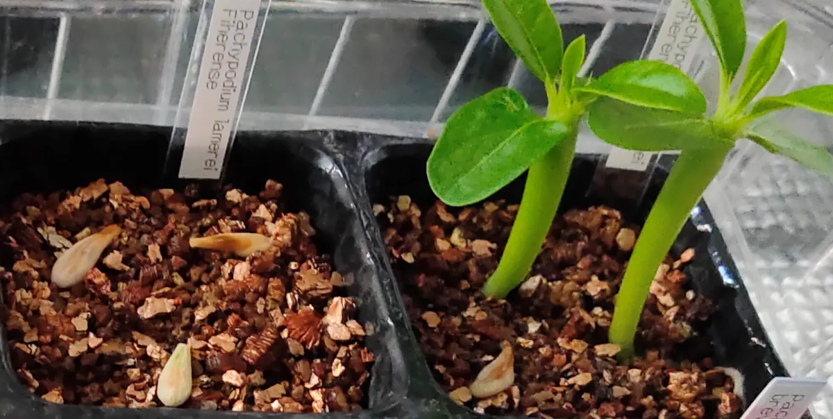 Pachypodium lamerei Fiherense (パキポディウム フィヘレンセ)