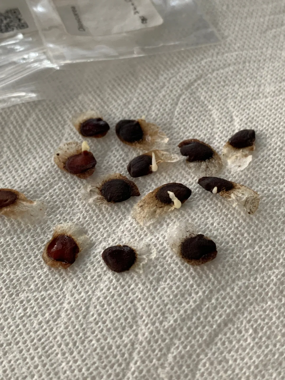 Dioscorea elephantipes (ディオスコレア エレファンティペス)