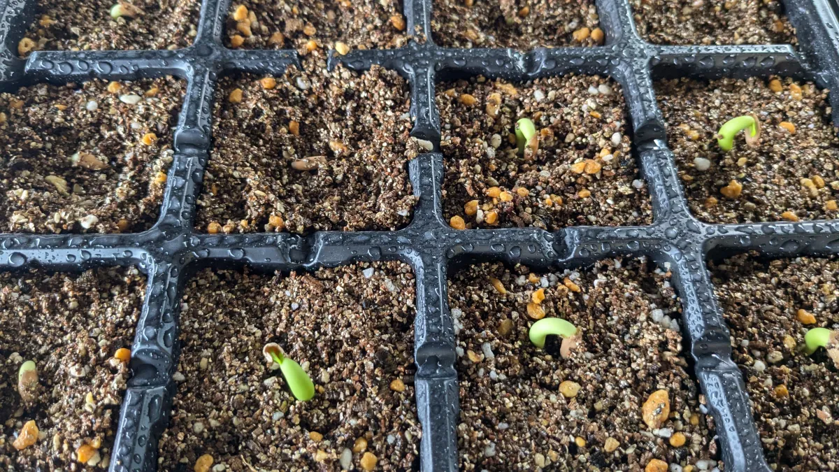 YLB Adenium arabicum Yak Lop Buri (アデニウム アラビカム)