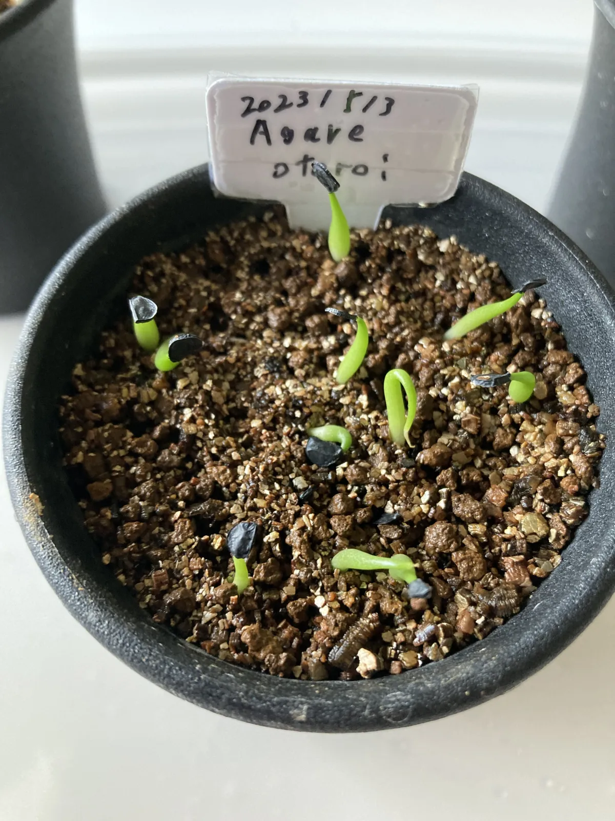 Agave oteroi Lot. (アガベ オテロイ)