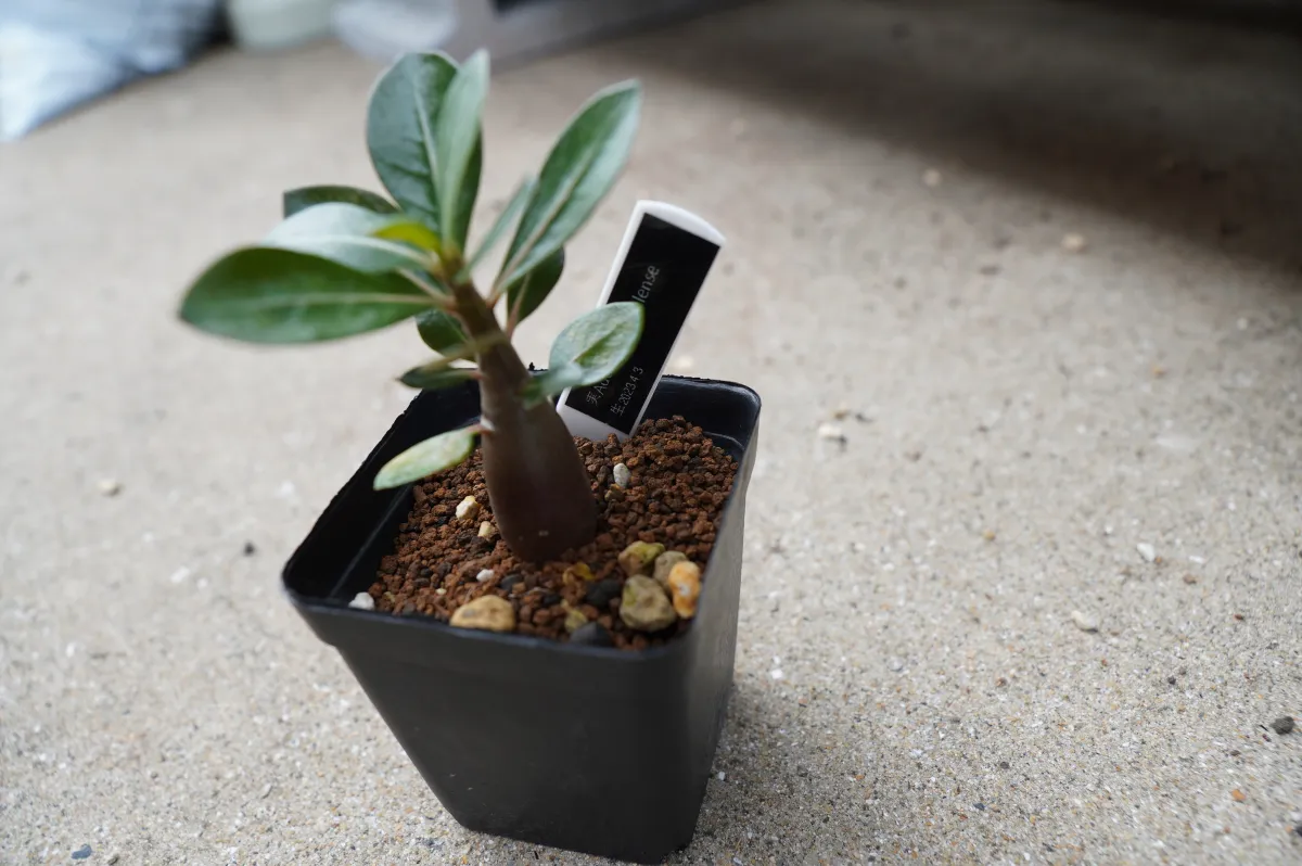 Adenium somalens (アデニウム ソマレンセ)