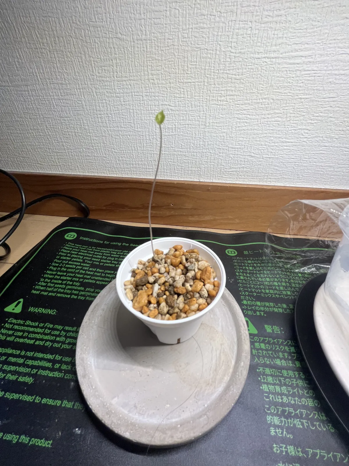Dioscorea elephantipes (ディオスコレア エレファンティペス)
