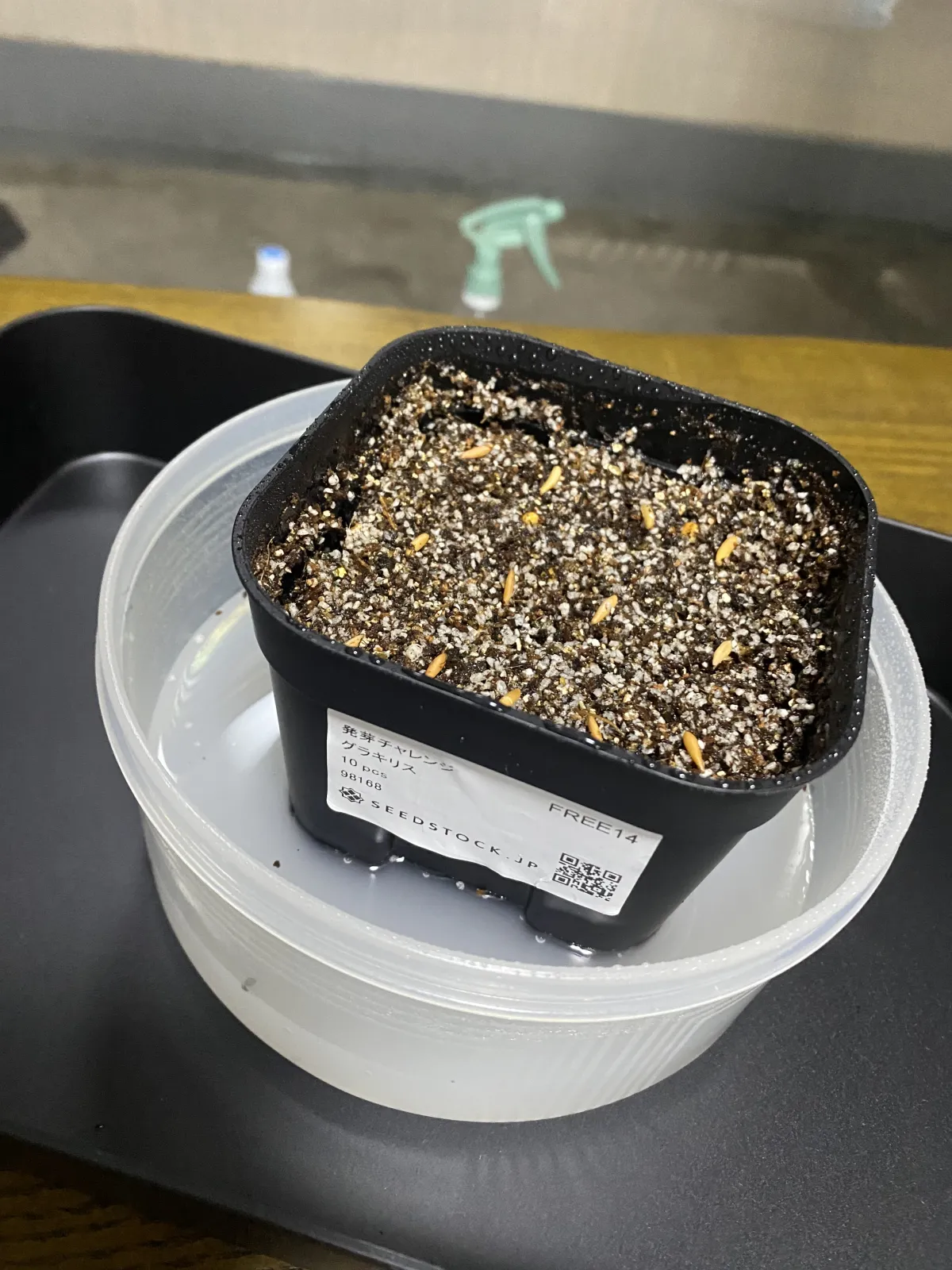 Pachypodium rosulatum var. gracilius ([無料種子] 発芽難 パキポディウム グラキリス　)