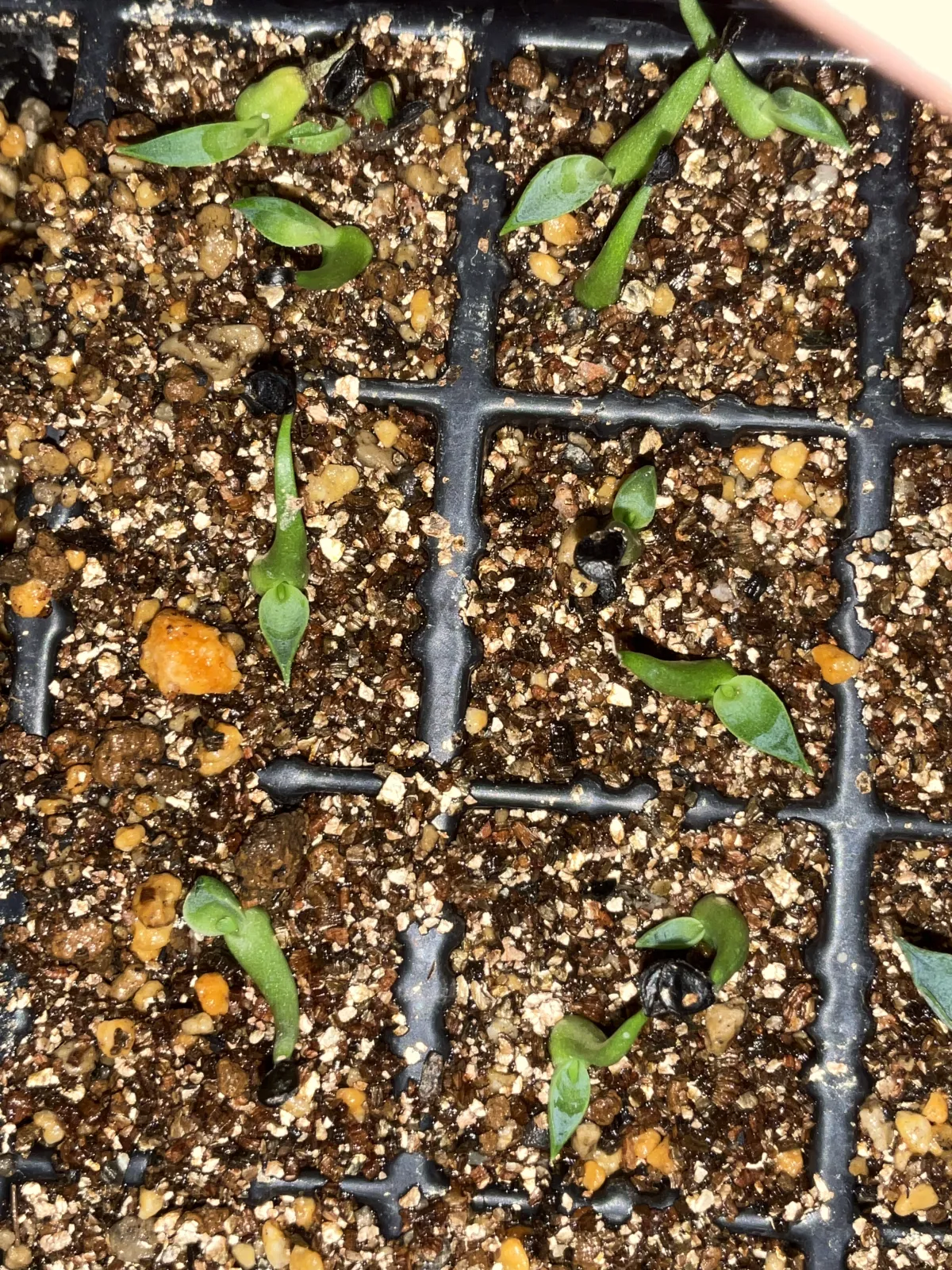 Agave utahensis var. eborispina (アガベ エボリスピナ)