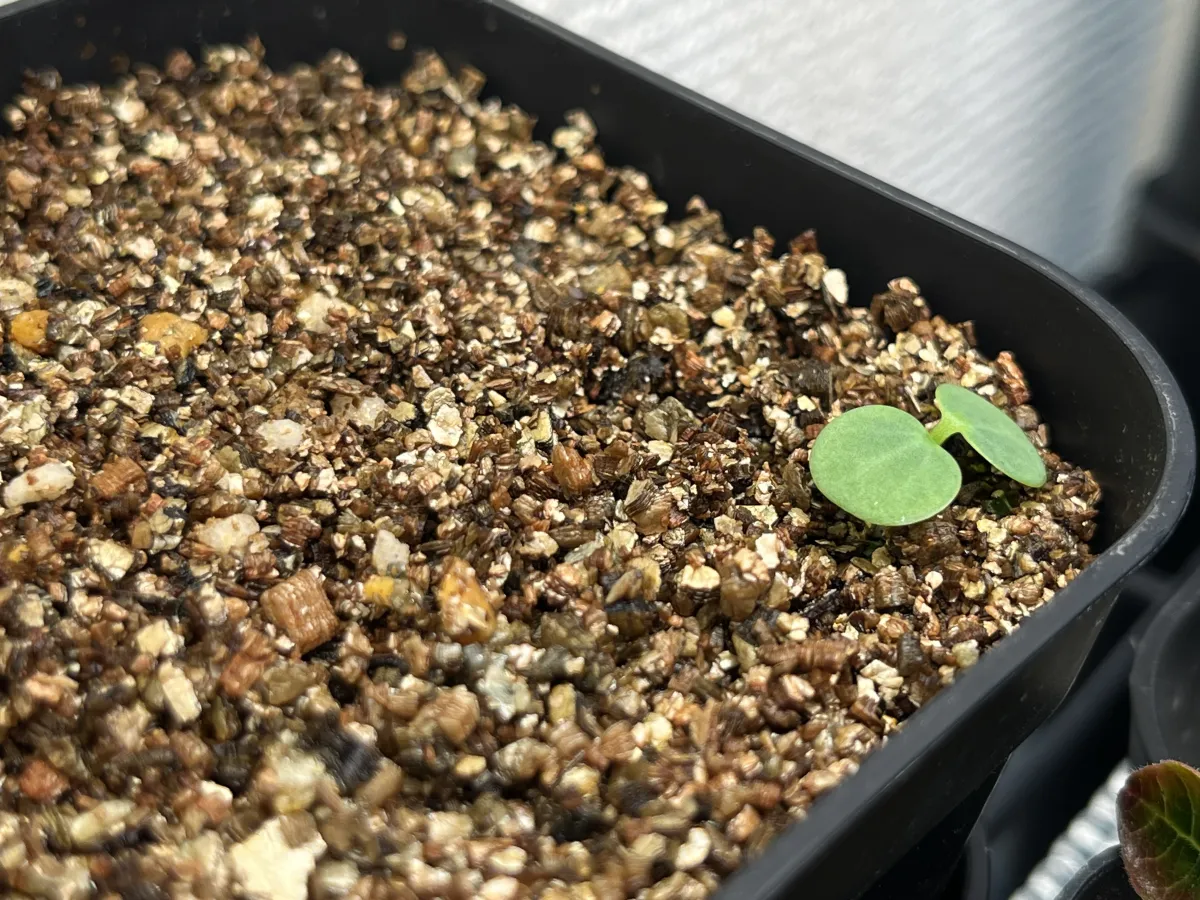 Euphorbia primulifolia (ユーフォルビア プリムリフォリア)