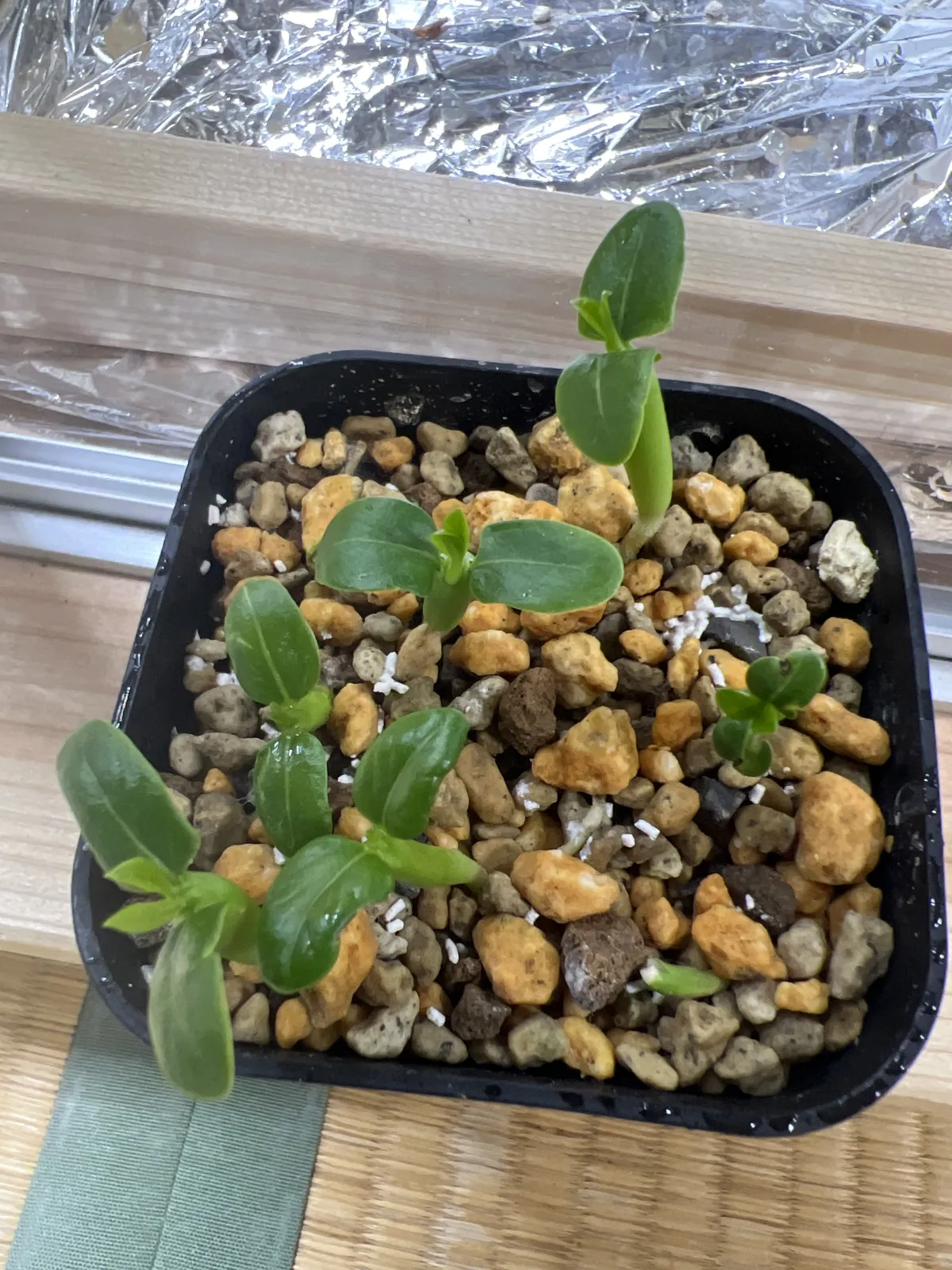 Pachypodium lamerei (パキポディウム ラメレイ)