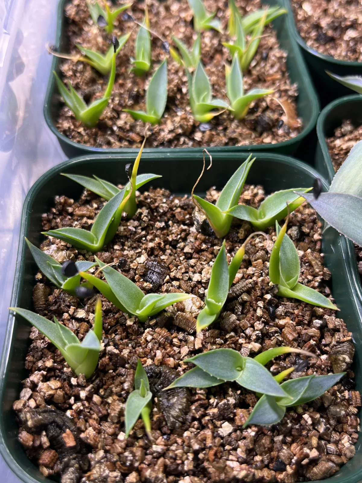 Agave utahensis var. eborispina (アガベ エボリスピナ)