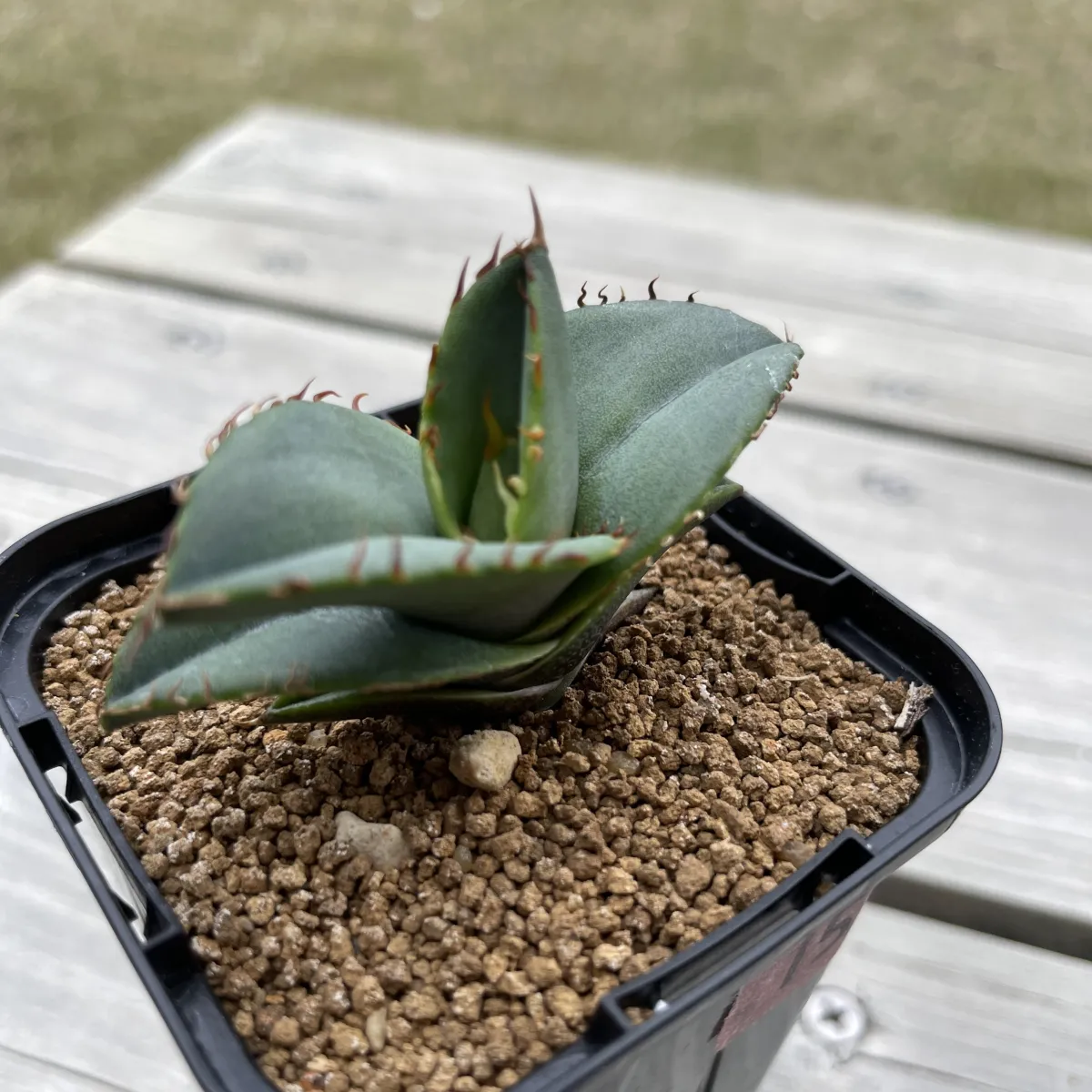 Agave oteroi Lot. (アガベ オテロイ)