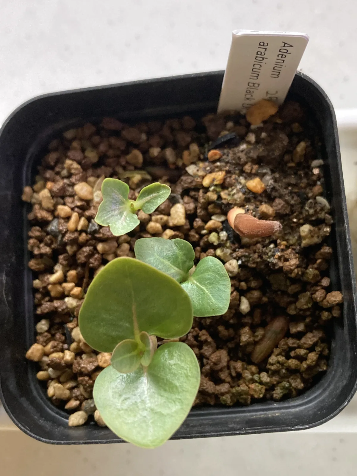 Adenium arabicum Black Dragon (アデニウム ブラックドラゴン)