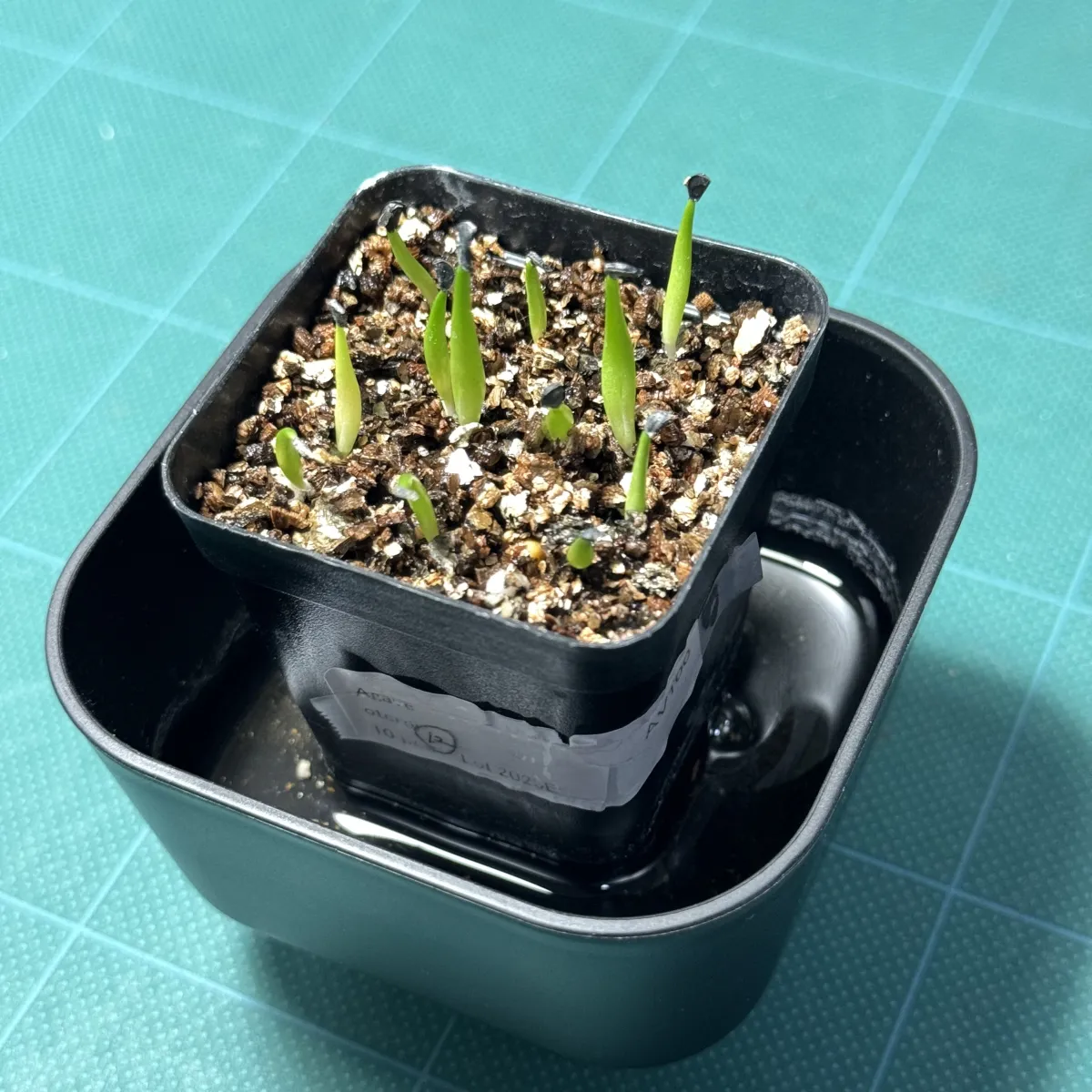 Agave oteroi Lot. (アガベ オテロイ)