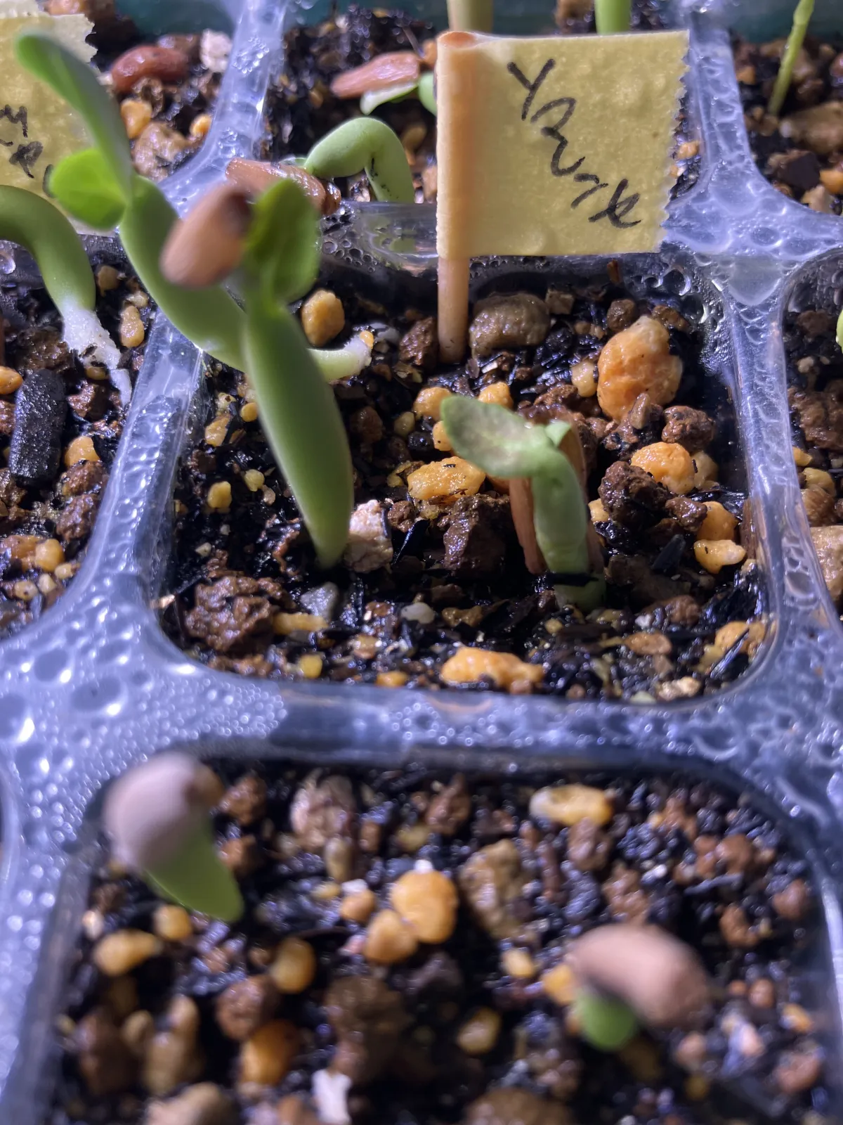Adenium somalens (アデニウム ソマレンセ)