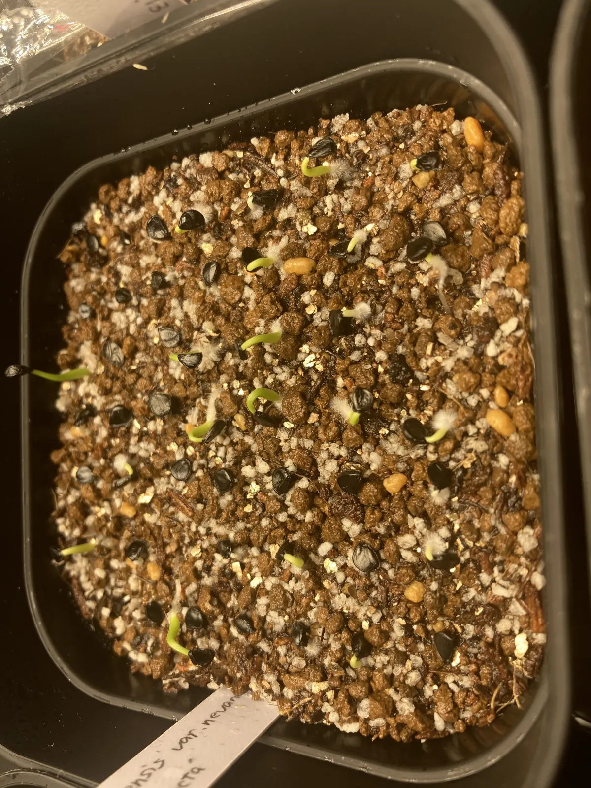 Agave utahensis v. nevadensis Compacta (アガベ ネバデンシス コンパクタ)