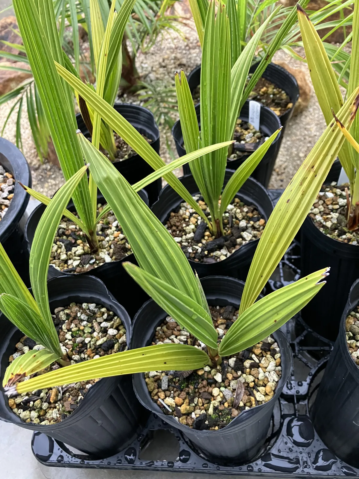 Chamaerops humilis (チャメロプス ボルケーノ)