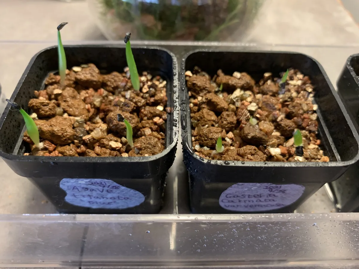 Agave titanota Blue Lot. (アガベ チタノタブルー)