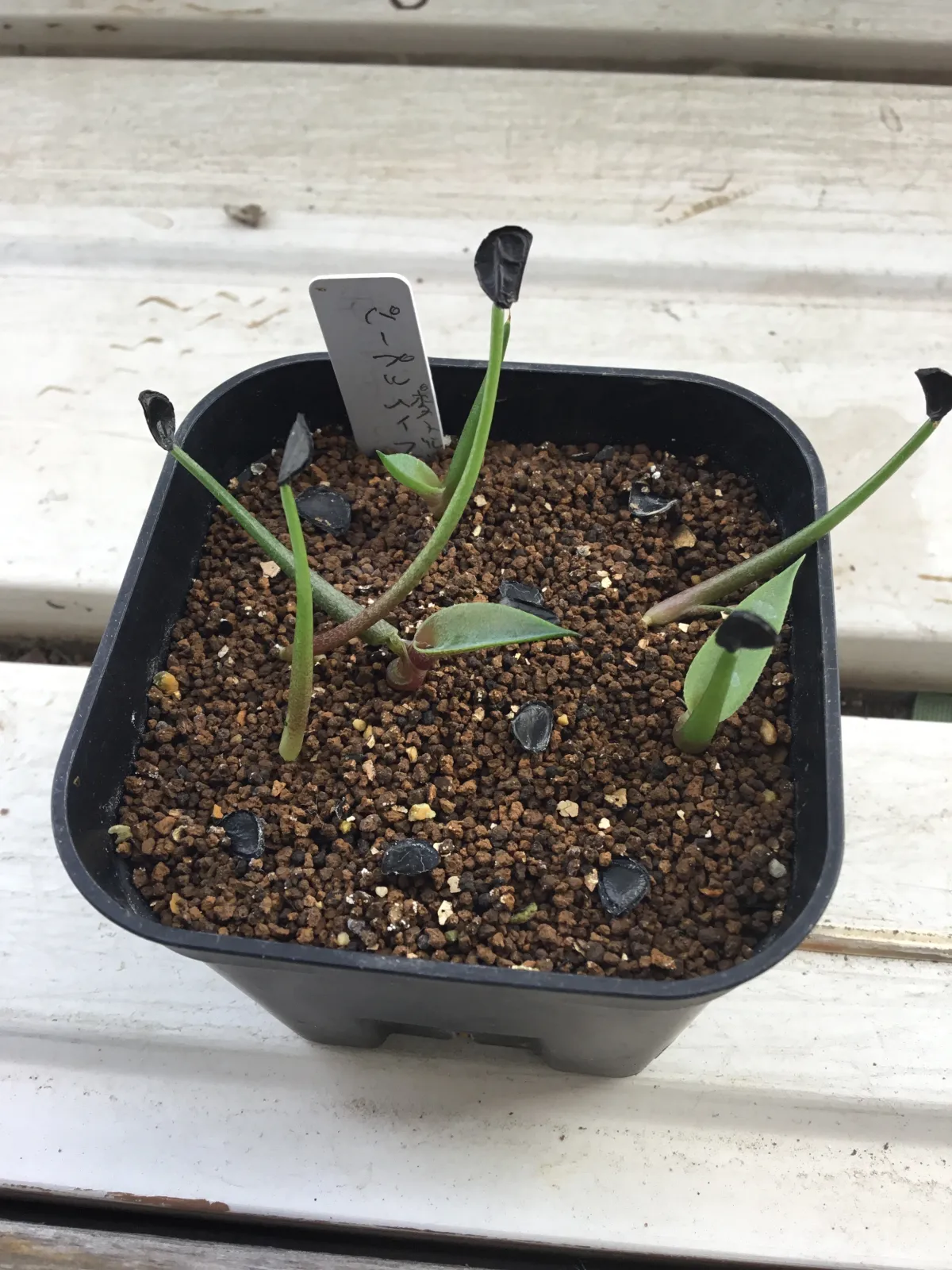 Agave potatorum (アガベ パープルヘイズ)